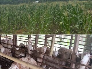 Dugaan Mark-Up dan Simpang Siur Anggaran BUMDes Tanjung Mulia 2025 APIP dan APH Diminta Segera Bertindak!