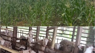 Dugaan Mark-Up dan Simpang Siur Anggaran BUMDes Tanjung Mulia 2025 APIP dan APH Diminta Segera Bertindak!