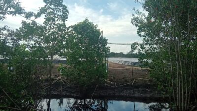 Diduga Buang Limbah ke Sungai, Kolam Udang di Sungai Batang Ancam Mata Pencaharian Nelayan