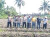 Penanaman Jagung Pipil di Desa Gogok Darussalam, Kolaborasi Polsek Tebing Tinggi Barat dan Kelompok Tani wujudkan ketahanan pangan nasional