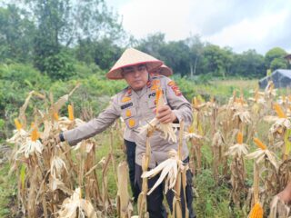 Polsek Bengkalis Aktif Dampingi Petani Jagung Pipil, Dukung Swasembada Pangan Nasional