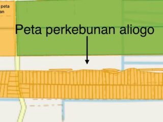 Dugaan Penghindaran Pajak, Perkebunan Sawit Aliogo 200 Hektar di Tanjung Mulia Diduga Pecah Surat Milik Pribadi