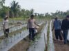 Polsek Tebing Tinggi Barat monitoring dan pembinaan tanaman Cabe milik kelompok Tani Tunas Harapan Maju Desa Gogok dalam rangka mewujudkan Ketahanan pangan Nasional