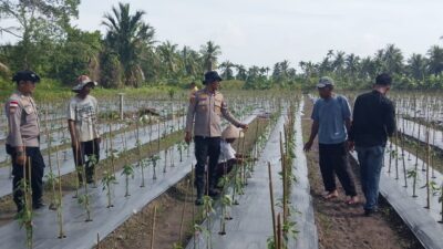 Polsek Tebing Tinggi Barat monitoring dan pembinaan tanaman Cabe milik kelompok Tani Tunas Harapan Maju Desa Gogok dalam rangka mewujudkan Ketahanan pangan Nasional