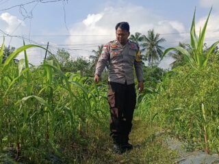 Kegiatan lanjutan pembinaan kelompok Tani Mantiasa, Polsek Tebing Tinggi Barat wujudkan Ketahanan Pangan Nasional