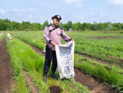 Wujud Nyata Ketahanan Pangan, Polsek Tebingtinggi Barat Turun Ke Lahan Kelompok Tani Binaan Mantiasa Maju