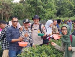 Polsek Tebing Tinggi Barat Bersama Upika dan BUMDes Alai Selatan Panen Raya Cabai Rawit, Dukung Ketahanan Pangan Nasional
