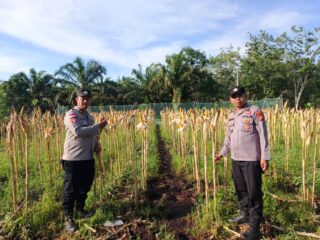 Polsek Bengkalis Optimis Hasil Panen Jagung Pipil di Bengkalis Akan Maksimal