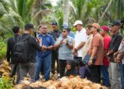 Wabup Muzamil Bersama Delegasi Grisek Jaya Sdn. Bhd Tinjau Perkebunan Kelapa di Kecamatan Rangsang