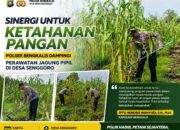 Sinergi untuk Ketahanan Pangan, Personel Polsek Bengkalis Dampingi Perawatan Jagung Pipil di Desa Senggoro