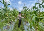 Polsek Tebing Tinggi Barat Lakukan Monitorubg Lahan Jagung Mantiasa Maju