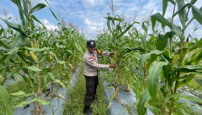 Polsek Tebing Tinggi Barat Lakukan Monitorubg Lahan Jagung Mantiasa Maju