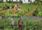 Monitoring Dan Pembinaan Petani Jagung Jagung Manis Desa Alai Selatan