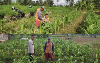 Monitoring Dan Pembinaan Petani Jagung Jagung Manis Desa Alai Selatan