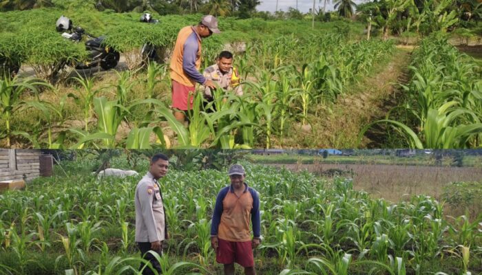 Monitoring Dan Pembinaan Petani Jagung Jagung Manis Desa Alai Selatan