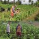 Monitoring Dan Pembinaan Petani Jagung Jagung Manis Desa Alai Selatan