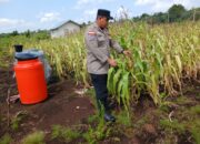 Polsek Bengkalis Intensif Rawat Jagung Pipil Dukung Swasembada Pangan dan Program Asta Cita Presiden RI