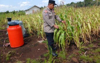 Polsek Bengkalis Intensif Rawat Jagung Pipil Dukung Swasembada Pangan dan Program Asta Cita Presiden RI
