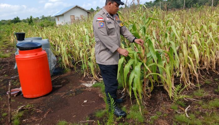 Polsek Bengkalis Intensif Rawat Jagung Pipil Dukung Swasembada Pangan dan Program Asta Cita Presiden RI