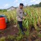 Polsek Bengkalis Intensif Rawat Jagung Pipil Dukung Swasembada Pangan dan Program Asta Cita Presiden RI