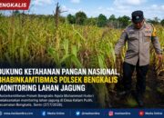Dukung Ketahanan Pangan Nasional, Bhabinkamtibmas Polsek Bengkalis Monitoring Lahan Jagung di Desa Ketam Putih