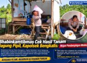 Bhabinkamtibmas Cek Hasil Tanam Jagung Pipil, Kapolsek Bengkalis: Wujud Pendampingan Melekat