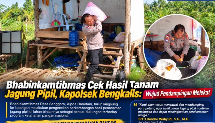 Bhabinkamtibmas Cek Hasil Tanam Jagung Pipil, Kapolsek Bengkalis: Wujud Pendampingan Melekat