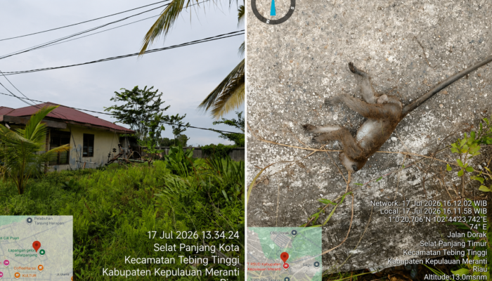 Penyebab Kendala Mati Lampu Kembali, Berakibat Dua Buah Tiang PLN Tumbang Dan Hewan Nyentuh Jaringan