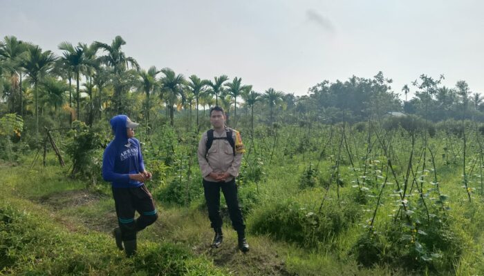 MONITORING DAN PEMBINAAN PETANI TIMUN DESA GOGOK DARUSSALAM