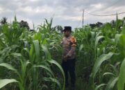 Polsek Tebing Tinggi Barat Monitoring dan Pembinaan Tanaman Jagung Milik Kelompok Tani Tunas Harapan Maju Desa Gogok Darussalam