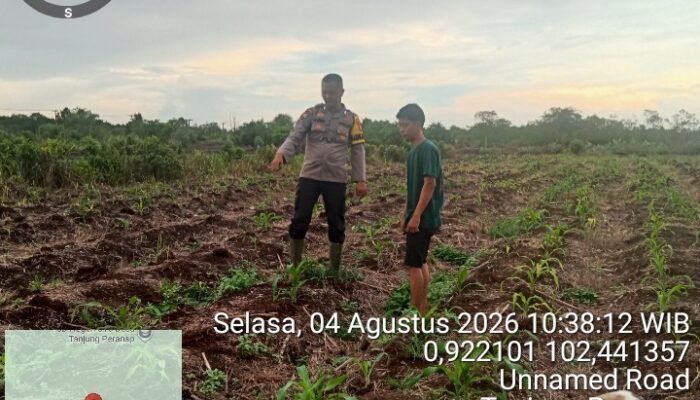 Monitoring Dan Pembinaan  Petani Jagung Manis Desa Tanjung Pranap