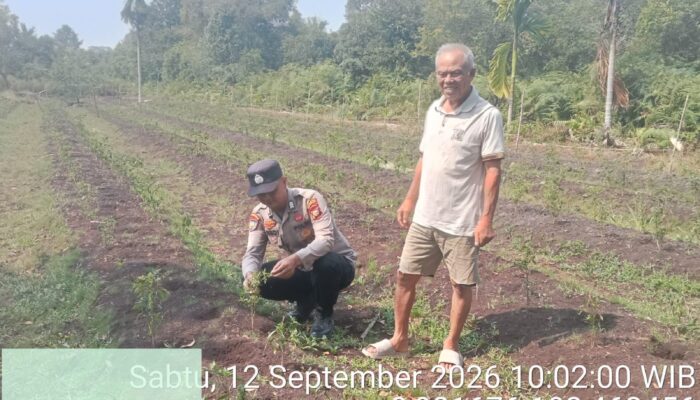 Monitoring Cabe Dan Pembinaan Cabe Hijau Desa Tanjung Pranap
